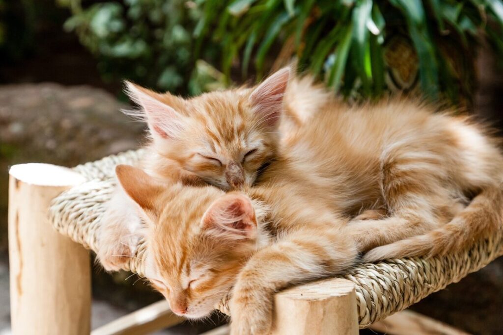 Vivere con più gatti: amore, caos e tante fusa Vivere con più gatti: amore, caos e tante fusa