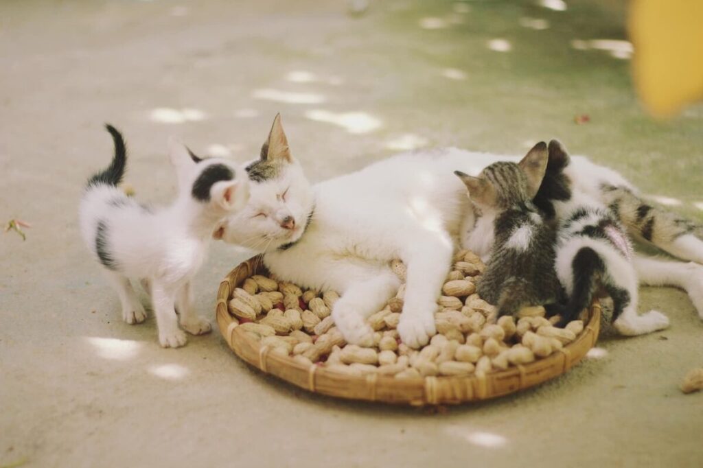 Vivere con più gatti: amore, caos e tante fusa Vivere con più gatti: amore, caos e tante fusa