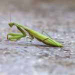 Mantide Religiosa in casa: cosa fare e come agire