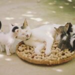 Gatti vietati in Scozia: un dibattito aperto