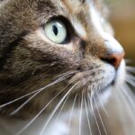 FIP felina: il farmaco cinese che divide veterinari e proprietari
