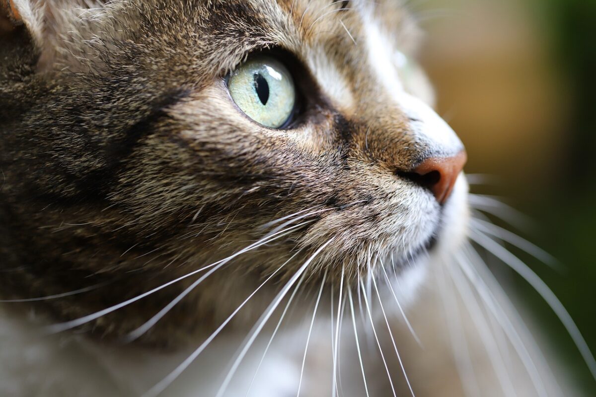 FIP felina: il farmaco cinese che divide veterinari e proprietari