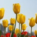 I giardini verticali contribuiscono a rinfrescare l’aria