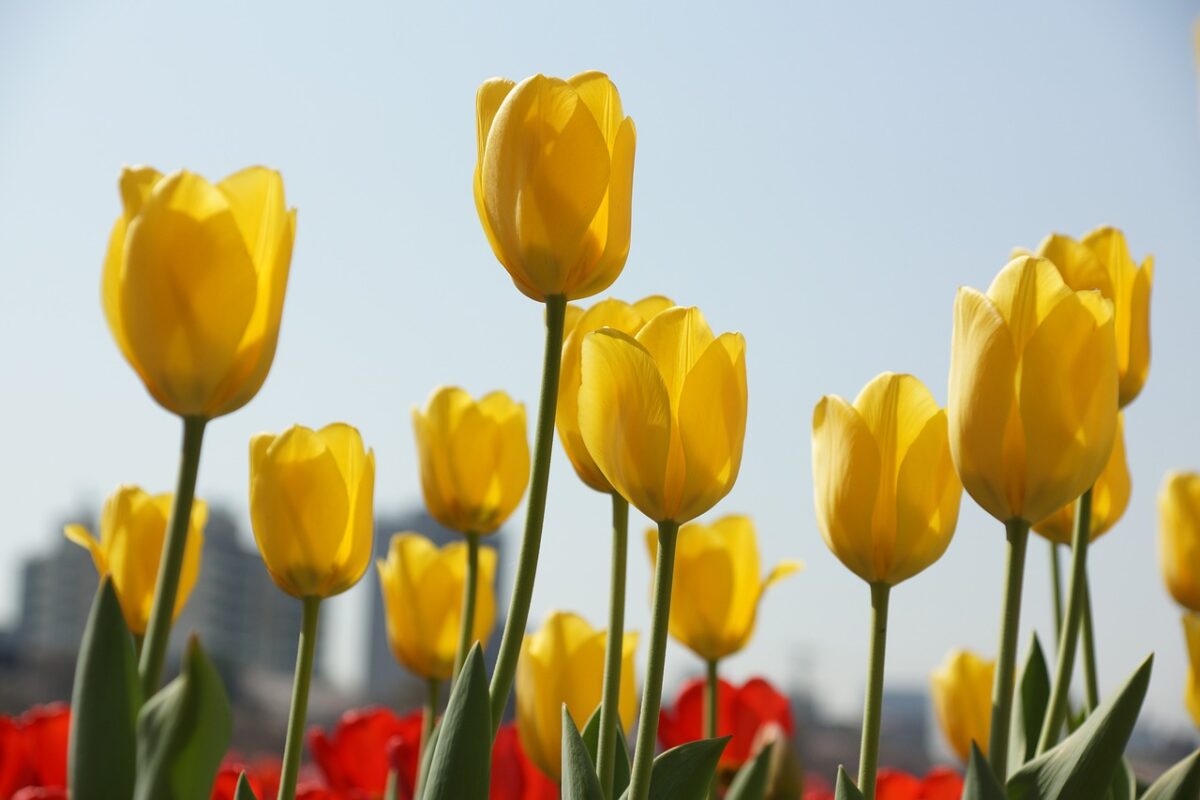 I giardini verticali contribuiscono a rinfrescare l’aria