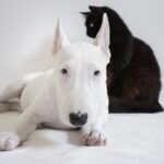 Bull Terrier: aspetto, carattere e consigli di allevamento