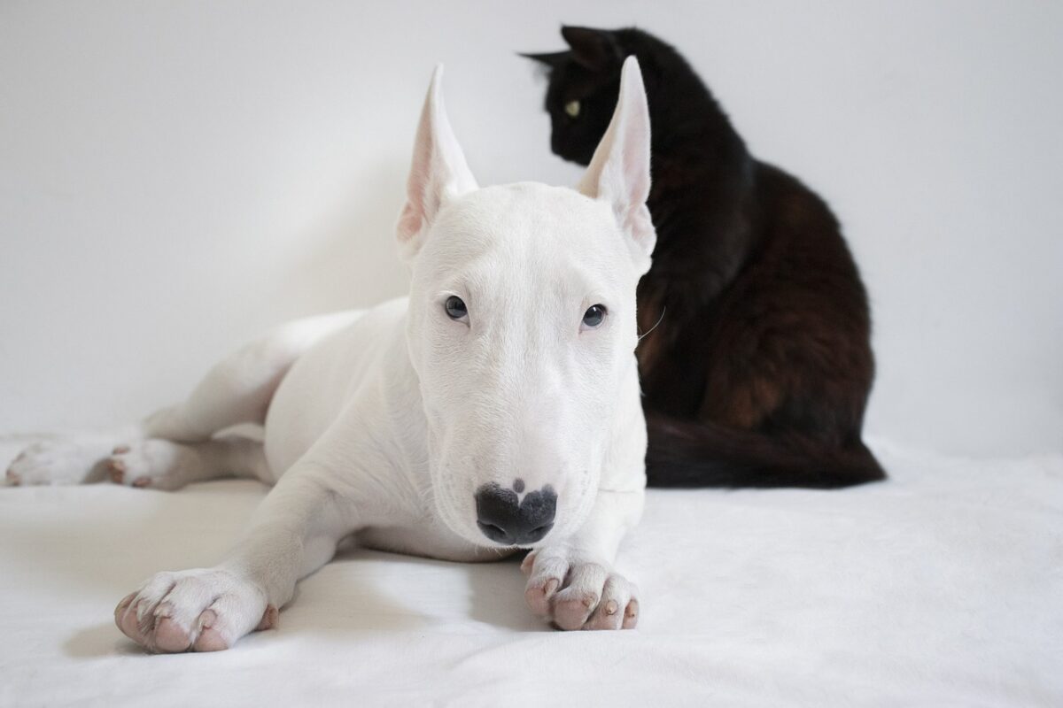 Bull Terrier: aspetto, carattere e consigli di allevamento