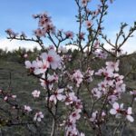 Equinozio di primavera 2025: quando inizia e cosa significa