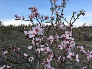 Equinozio di primavera 2025: quando inizia e cosa significa