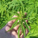Droghe in Europa: aumentano Mdma e cocaina, cala la cannabis