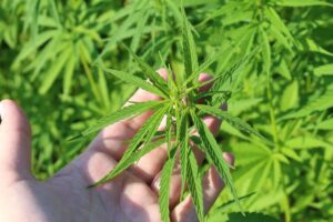 Droghe in Europa: aumentano Mdma e cocaina, cala la cannabis