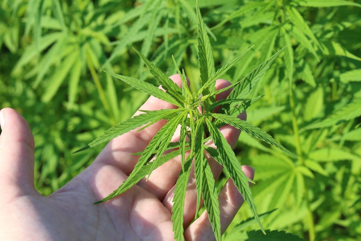 Droghe in Europa: aumentano Mdma e cocaina, cala la cannabis