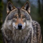 Nascono tre enocioni: il lupo preistorico torna in vita oggi
