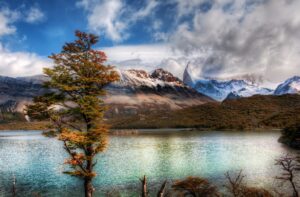 Riscaldamento globale? Scoperti gli alberi che risolveranno il problema