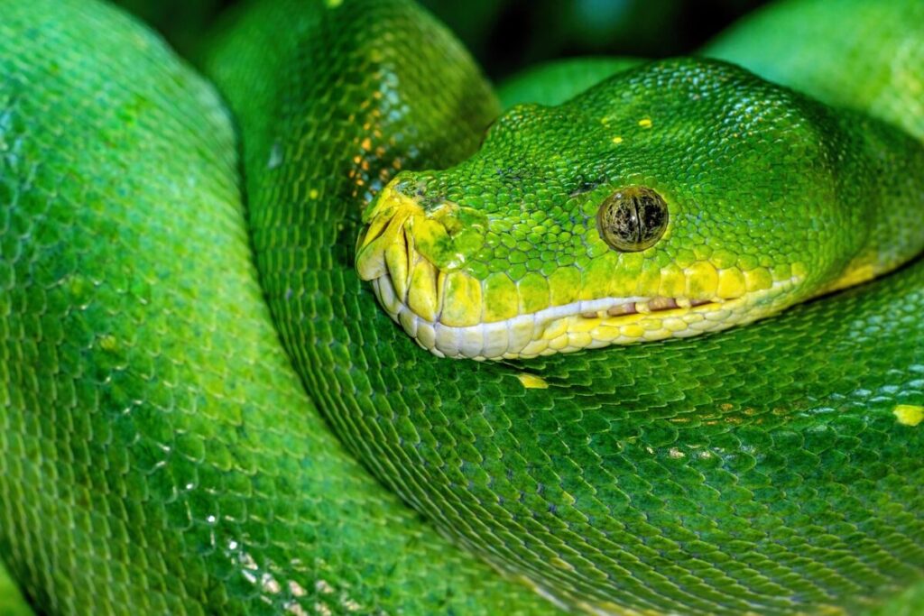 Vino di Serpente: leggenda od esiste per davvero (e fa pure bene)? Vino di Serpente: leggenda od esiste per davvero (e fa pure bene)?