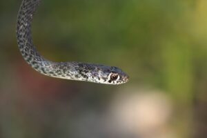 Vino di Serpente: leggenda od esiste per davvero (e fa pure bene)?