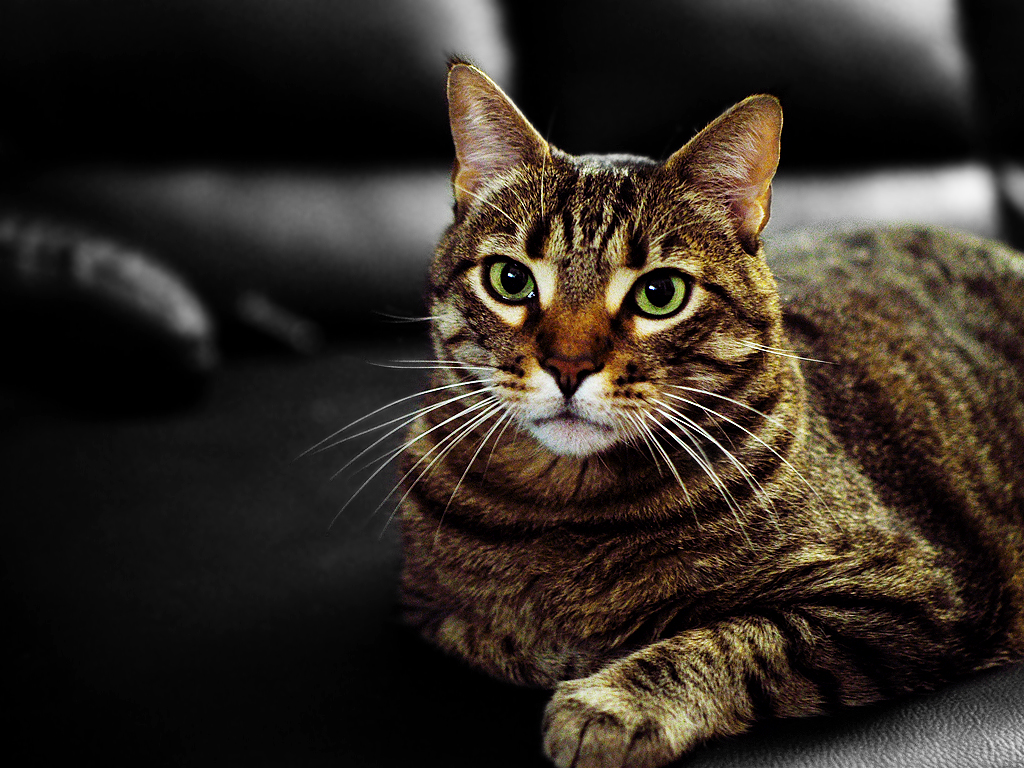 Ufficiale: il gatto riesce a capire se sei il suo padrone Ufficiale: il gatto riesce a capire se sei il suo padrone