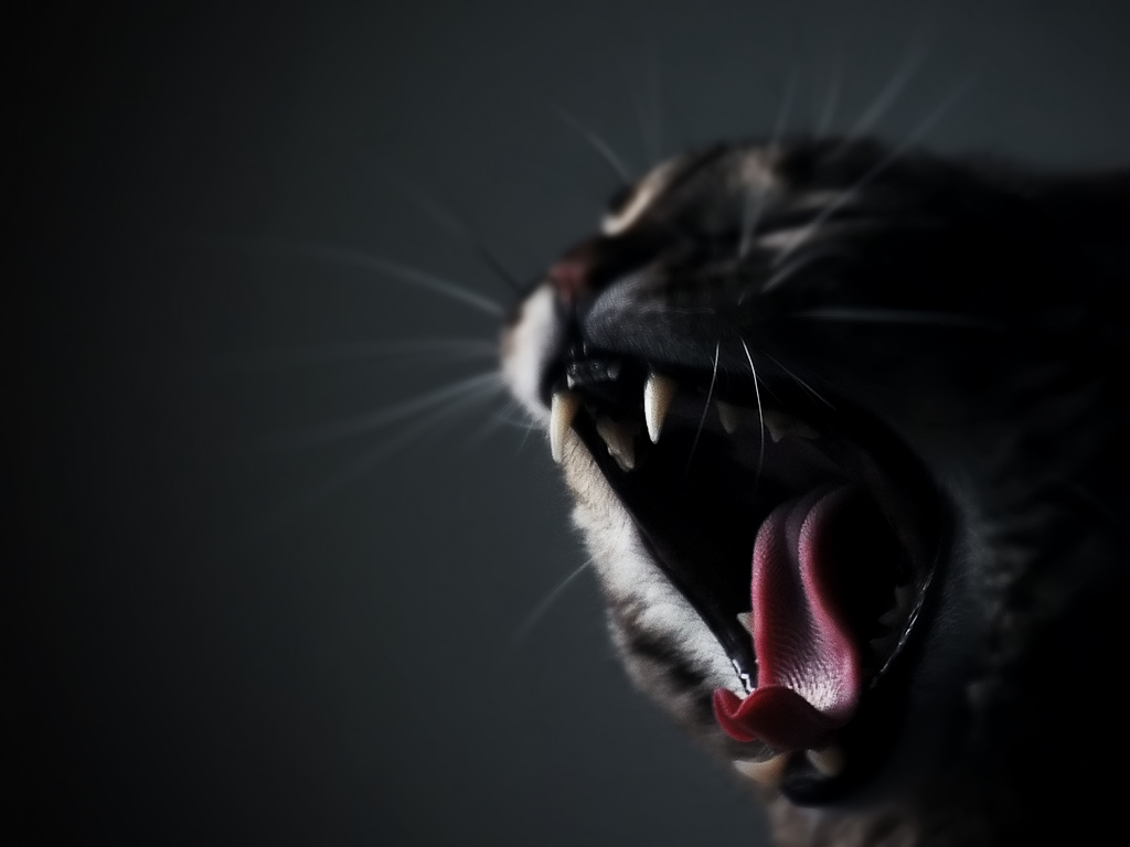 Ufficiale: il gatto riesce a capire se sei il suo padrone Ufficiale: il gatto riesce a capire se sei il suo padrone