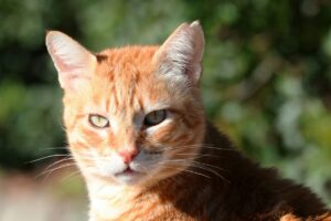Ufficiale: il gatto riesce a capire se sei il suo padrone