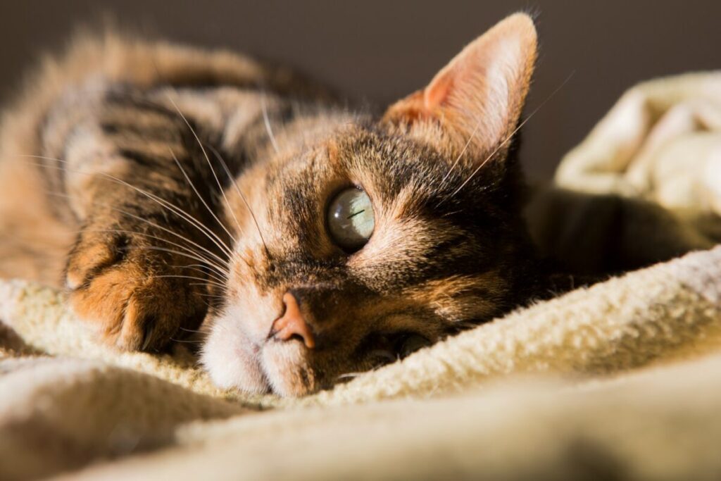 Ufficiale: il gatto riesce a capire se sei il suo padrone Ufficiale: il gatto riesce a capire se sei il suo padrone