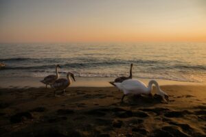 Ladispoli, arriva la leggenda del coccodrillo: obbiettivo aumentare il turismo?