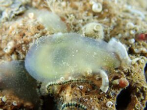 Nel Golfo di Napoli trovata una nuova specie animale, che conosce l’arte dell’arrangiarsi