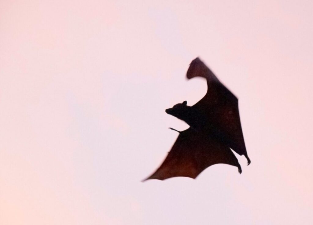 Incredibile scoperta a Lampedusa: apparsa una specie mai vista in Europa