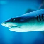 Sempre più squali bianchi lungo la costa atlantica: crescono gli avvistamenti da New England al Canada