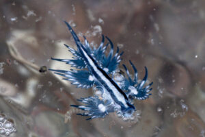 Alla scoperta del drago blu, il mollusco che ha invaso le spiagge spagnole