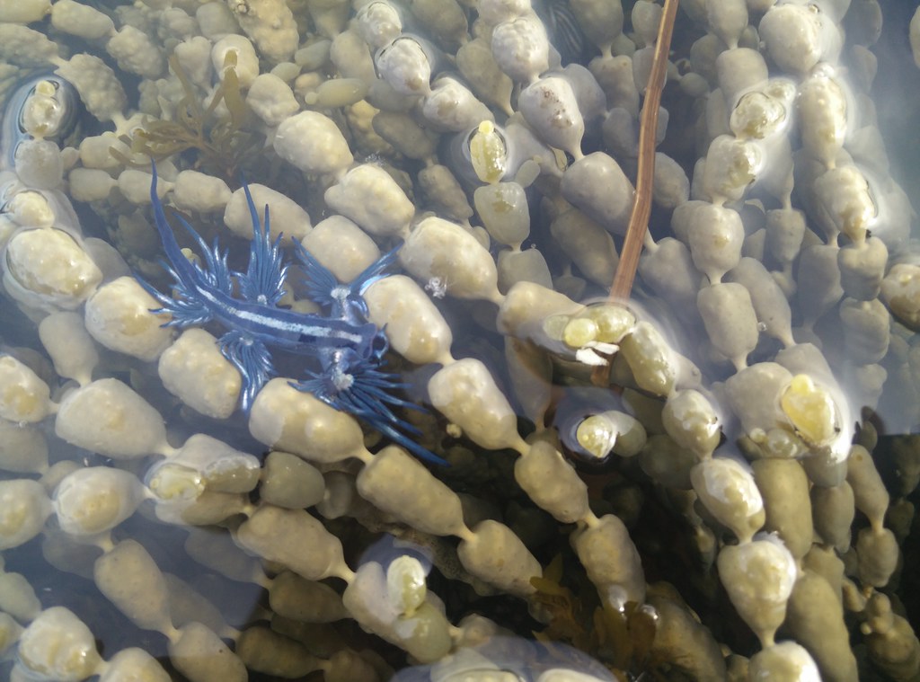 Alla scoperta del drago blu, il mollusco che ha invaso le spiagge spagnole Alla scoperta del drago blu, il mollusco che ha invaso le spiagge spagnole