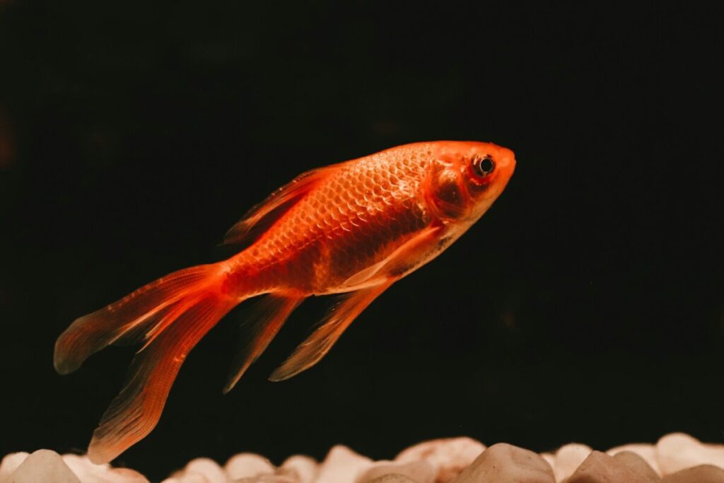 Il problema del Minnesota ha un nome e cognome: pesce rosso Il problema del Minnesota ha un nome e cognome: pesce rosso