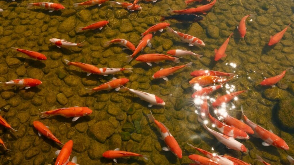Il problema del Minnesota ha un nome e cognome: pesce rosso Il problema del Minnesota ha un nome e cognome: pesce rosso