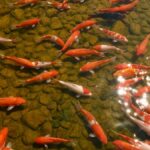 Il problema del Minnesota ha un nome e cognome: pesce rosso