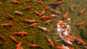 Il problema del Minnesota ha un nome e cognome: pesce rosso
