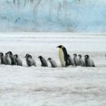 Il pinguino nichilista e il viaggio verso il nulla