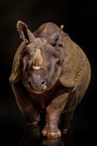Scoperto frammento di rinoceronte lanoso nello stomaco di un lupo