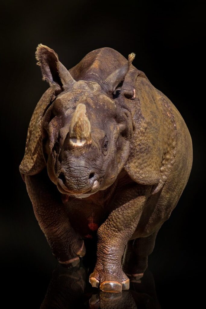 Scoperto frammento di rinoceronte lanoso nello stomaco di un lupo Scoperto frammento di rinoceronte lanoso nello stomaco di un lupo