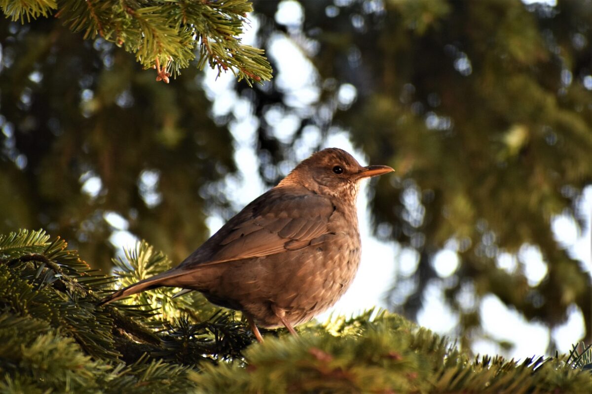 I giorni della merla: tra miti d’inverno e realtà meteorologica