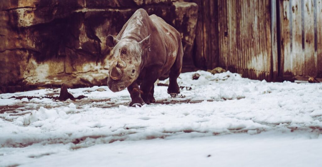 Scoperto frammento di rinoceronte lanoso nello stomaco di un lupo Scoperto frammento di rinoceronte lanoso nello stomaco di un lupo