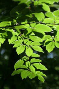 Dendrocnide moroides, la pianta più dolorosa al mondo