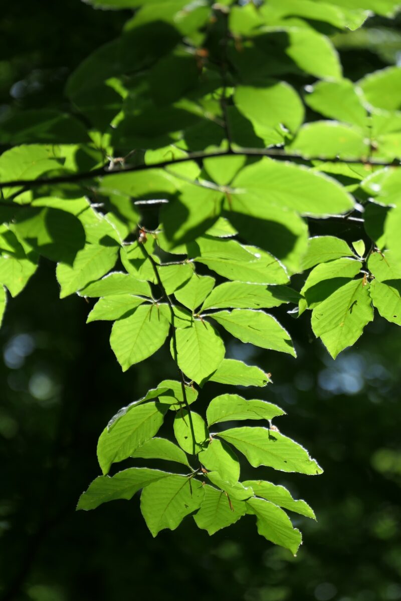 Dendrocnide moroides, la pianta più dolorosa al mondo