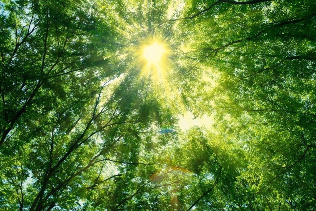 Dendrocnide moroides, la pianta più dolorosa al mondo