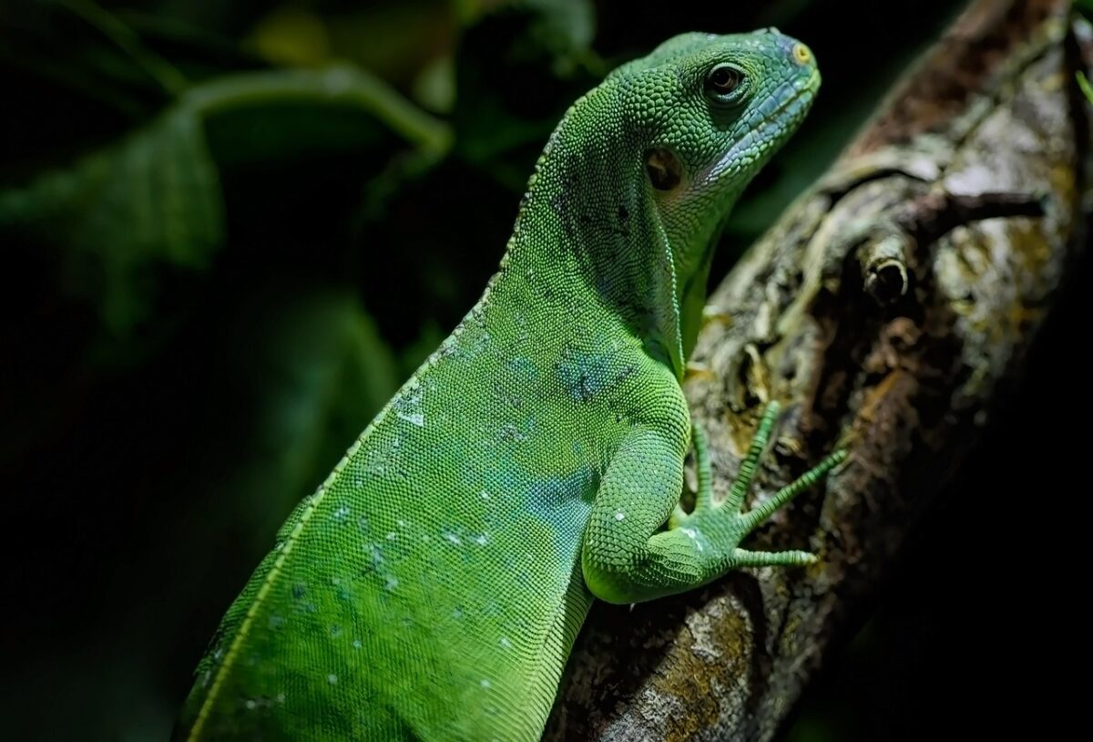 Iguane congelate in Florida: quando il freddo le fa cadere dagli alberi