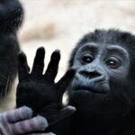 L’origine degli ominidi: il mistero del Graecopithecus