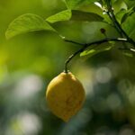 Epatite A: i rischi invisibili sulla nostra Tavola