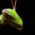 Mantide religiosa asiatica: come riconoscerla e perché è sempre più diffusa in Italia