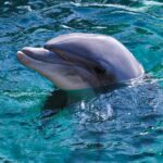 Delfino a Venezia: il fenomeno di mimmo il tursiope