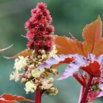 La ricina: cos’è, perché è così pericolosa e quali rischi comporta davvero