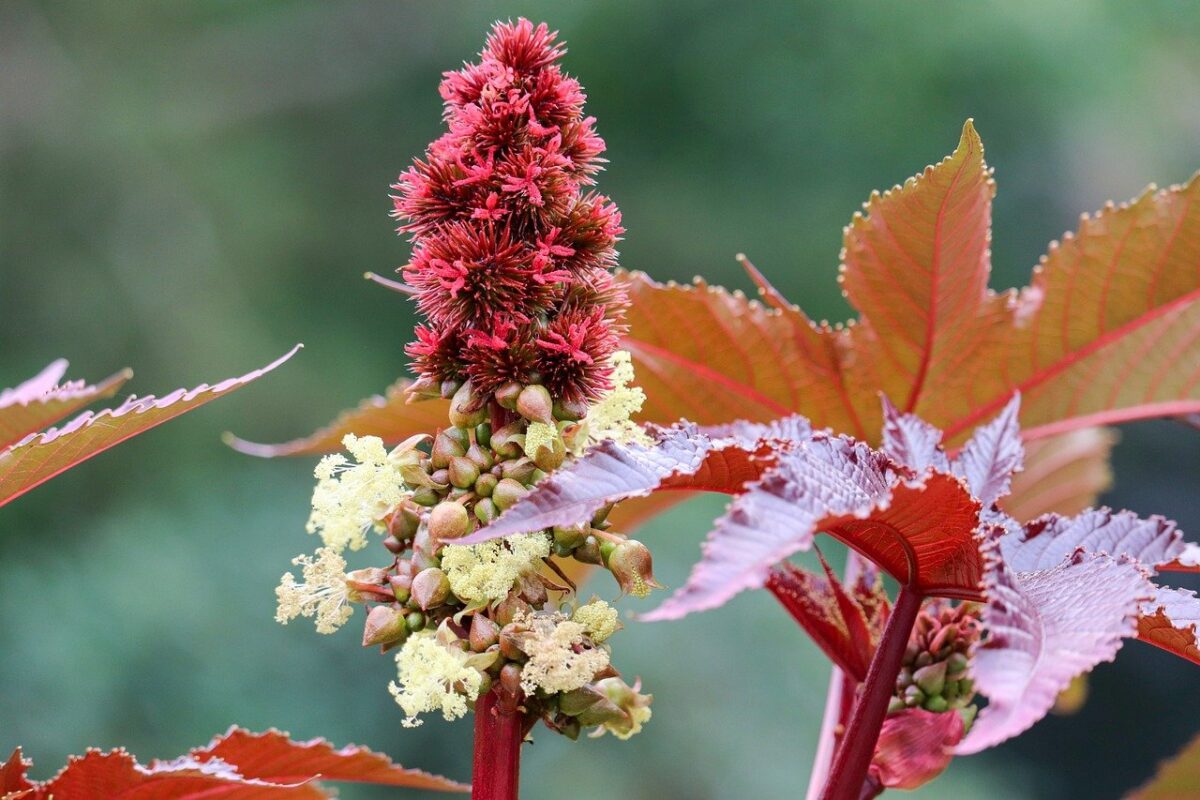 La ricina: cos’è, perché è così pericolosa e quali rischi comporta davvero