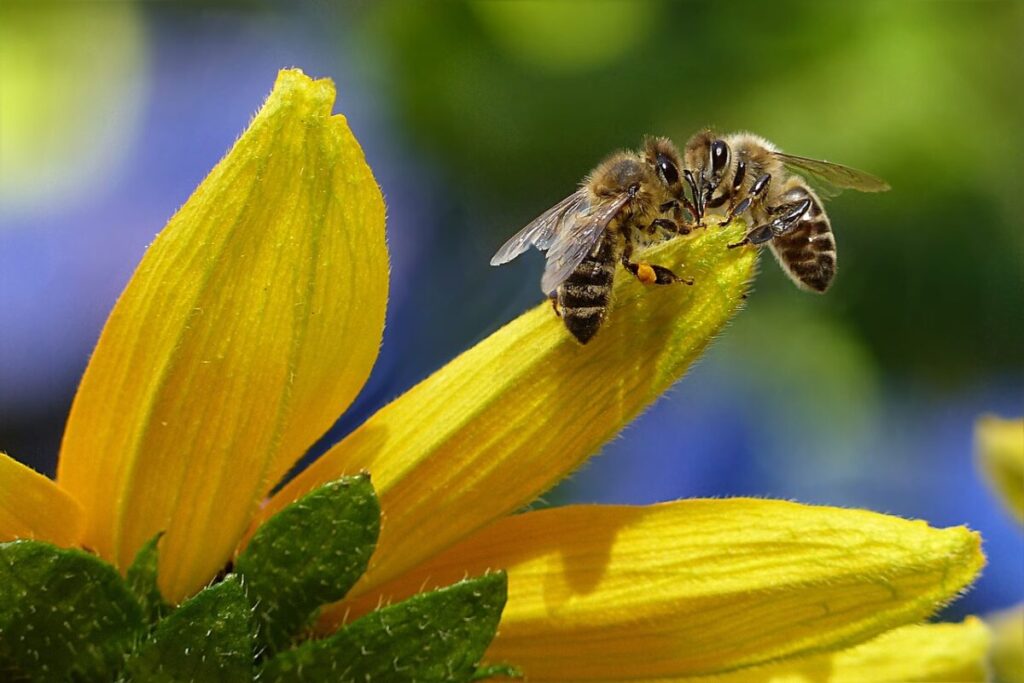 Il declino delle api: perché il loro destino riguarda cibo, economia e biodiversità Il declino delle api: perché il loro destino riguarda cibo, economia e biodiversità