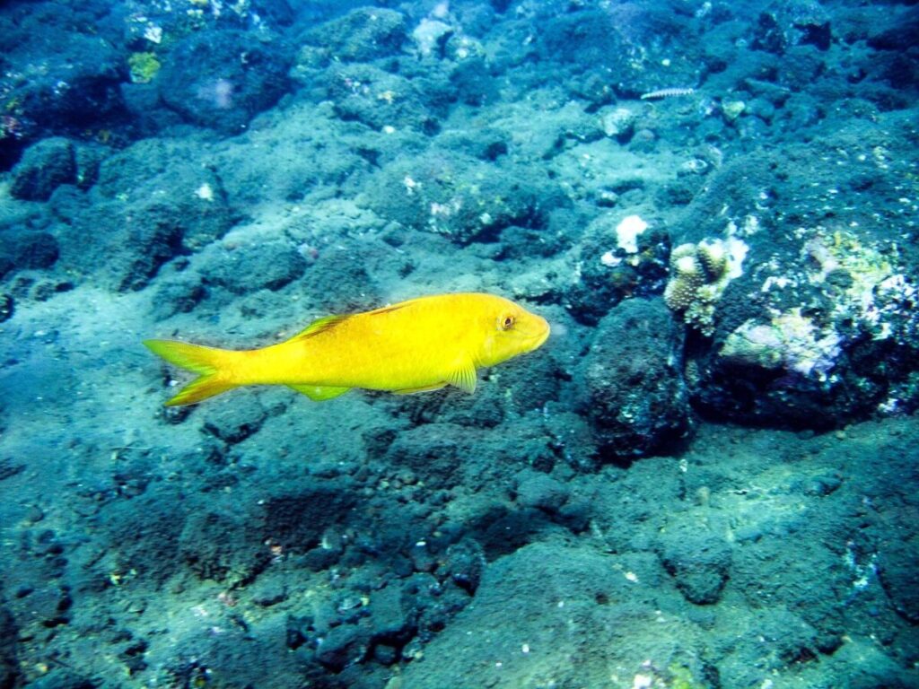 Grotte delle Maldive: il lato nascosto degli atolli tra geologia, clima e biodiversità